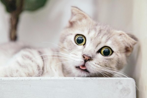 Guide d'achat : pourquoi choisir une ruche dadant 10 cadres ?