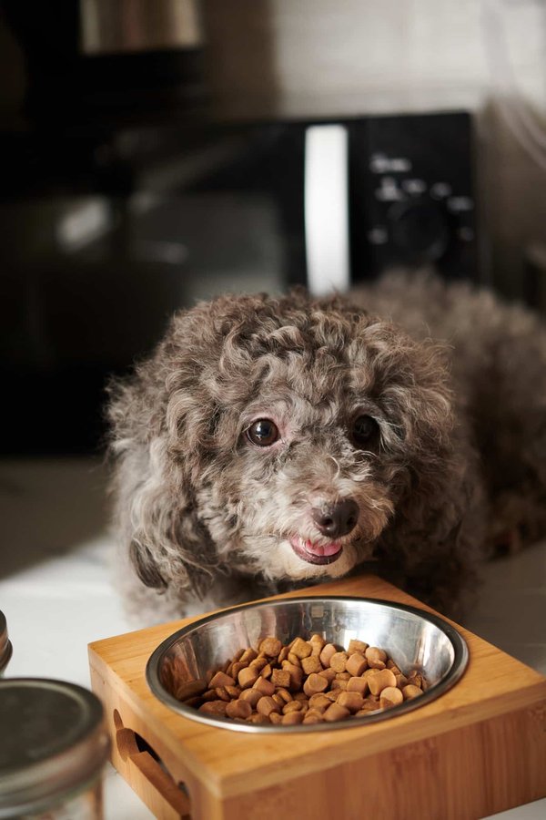 Que savoir avant de choisir les croquettes pour chiens ?