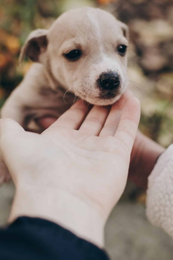 Staff bébé : ce qu'il faut savoir avant de l'adopter