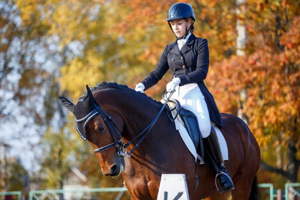 Comment choisir la meilleure école de dressage pour un chien de race Kuvasz ayant des comportements dominants?