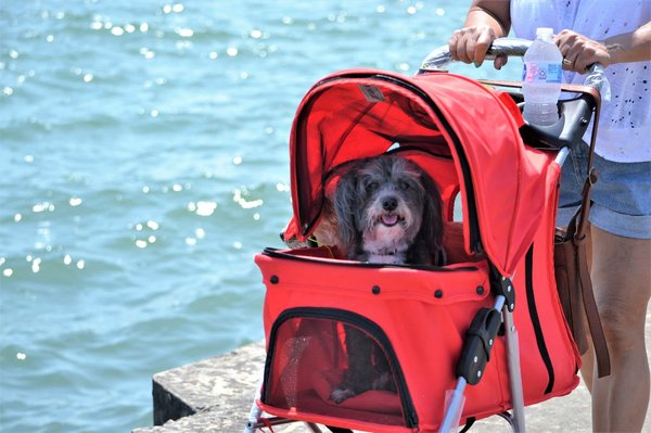 Découvrez la poussette chien idéale pour votre compagnon