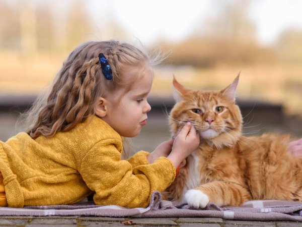 Comment bien voyager avec son Maine Coon ?